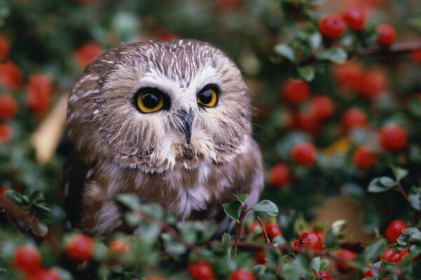 Eule sitzt in Beeren