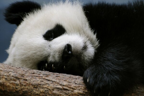 Panda che riposa su un ramo. Dorme