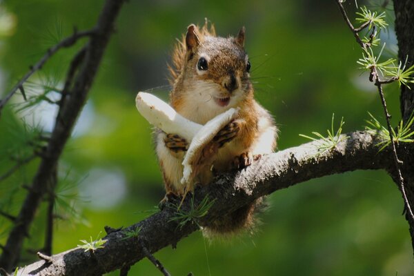 Ardilla con un hongo en una rama de abeto. Fauna