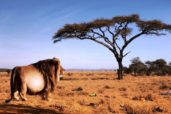 A lion in the savanna next to a tree