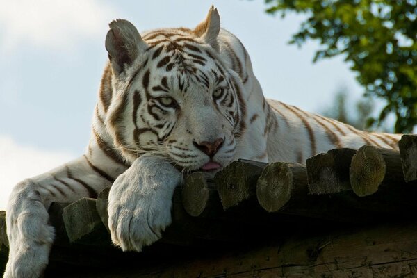 Weißer Tiger im Urlaub