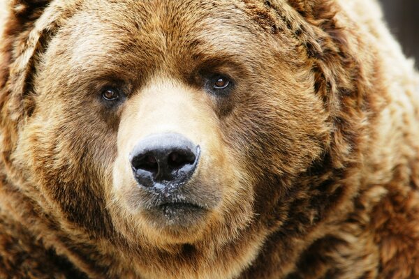 Braunbär schaut in den Rahmen