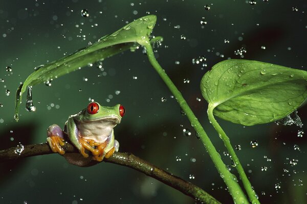 Grenouille sur une branche sous les gouttes d eau