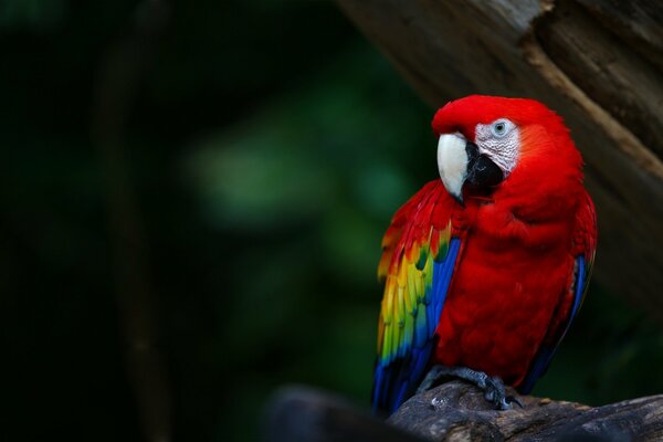 Ara perroquet rouge vif assis sur une branche