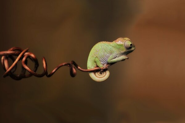 A small chameleon on a blurry background