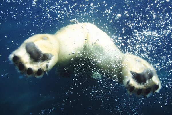 Paws of a polar bear in the water