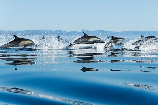 A flock of dolphins jumps out of the water