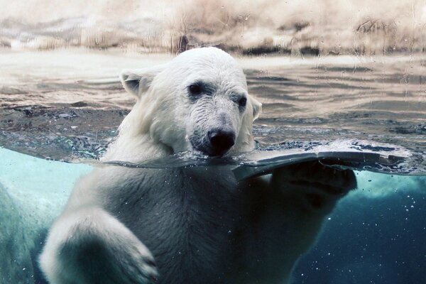 Oso polar en el agua detrás de un cristal