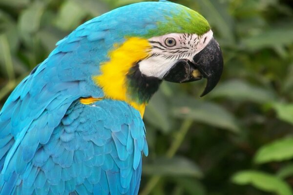 Loro azul en el fondo de los arbustos