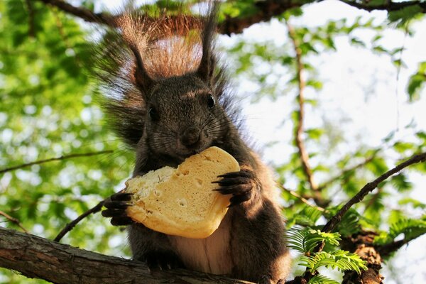 Ardilla en un árbol con galletas en forma de corazón