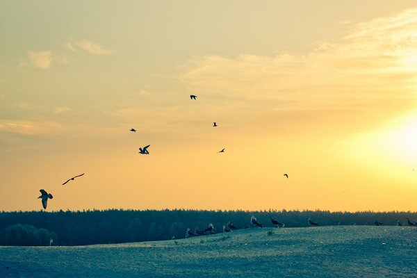 Beautiful sunrise and seagulls in the sky