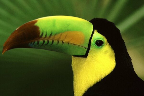 Toucan oiseau exotique gros plan