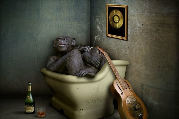 Monkey in the bathroom next to a guitar and a bottle of whiskey