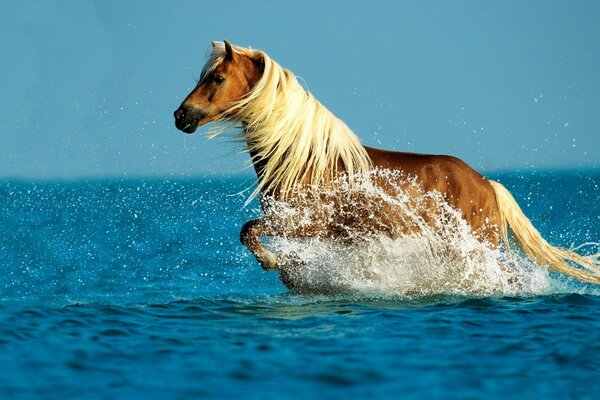 Ein Pferd im blauen Wasser baden