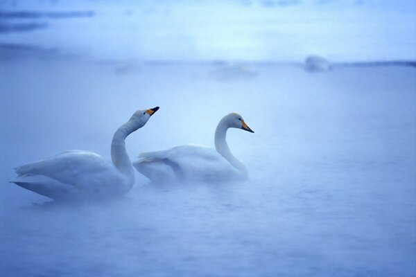 Un par de cisnes en la niebla azul