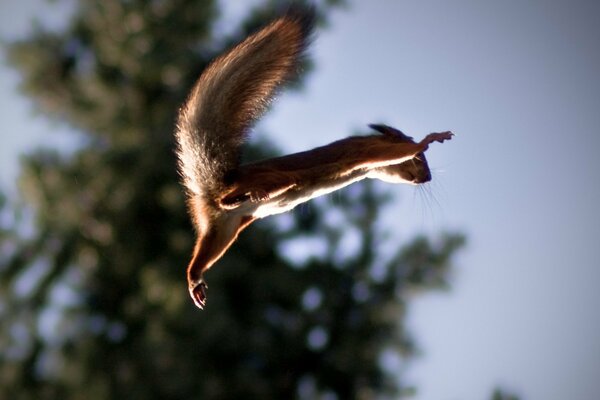 Eichhörnchen im Flug von Ast zu Ast