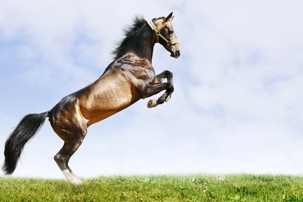 Jeune cheval de course dans un jour d été de saut