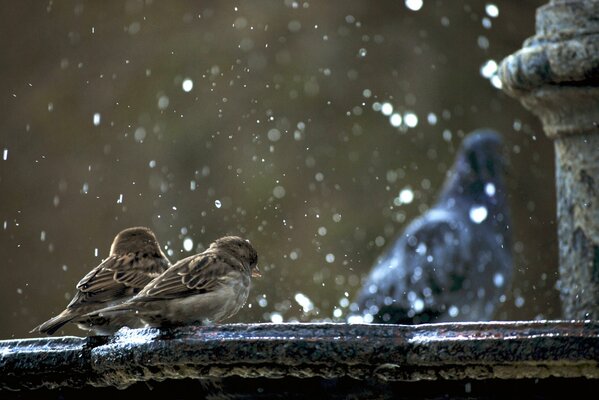 2 spatzen und eine Taube am Brunnen