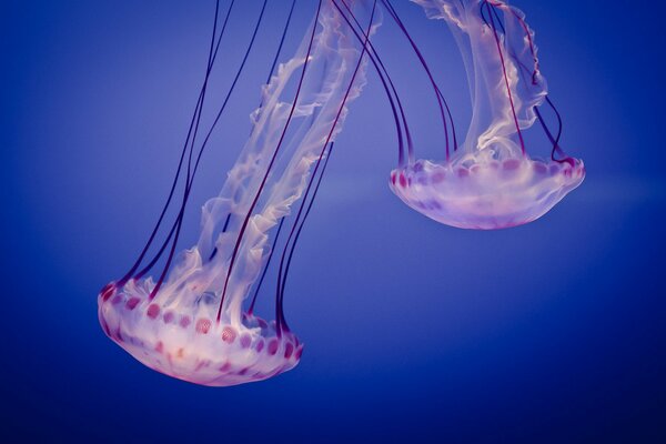 Pink jellyfish swims in the water