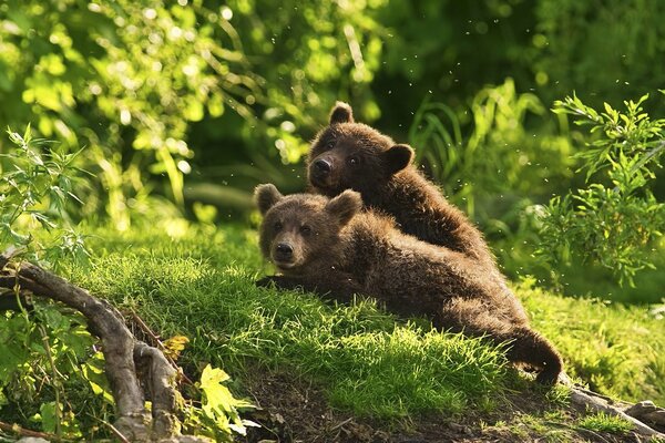 Dos osos pardos en medio del bosque