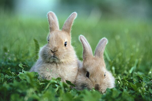 Two rabbits. Green grass. Two rabbits in a clearing