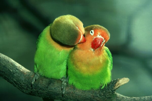 Two green parrots inseparable on a branch