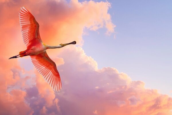 Un uccello rosa con enormi ali si libra contro un cielo al tramonto rosa