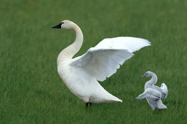 White swan teaches his child to fly