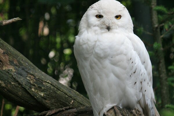 A snowy owl is sitting on a tree in the forest