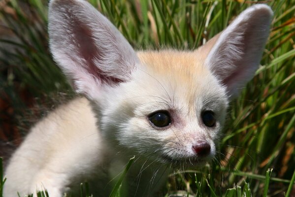 Ein Sandfuchs im grünen Gras