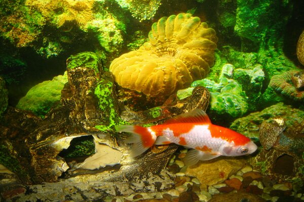 Peces brillantes en el fondo del acuario