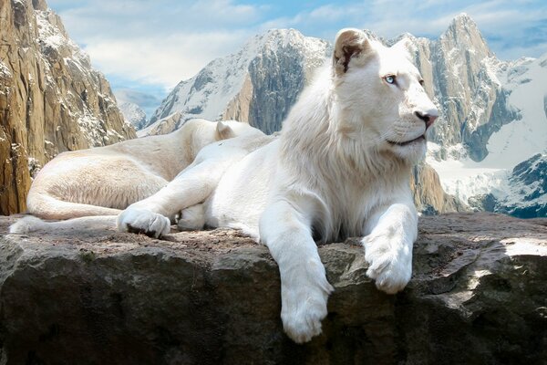 Handsome lions on the rocks in the mountains