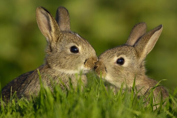 Lapins mignons dans l herbe verte