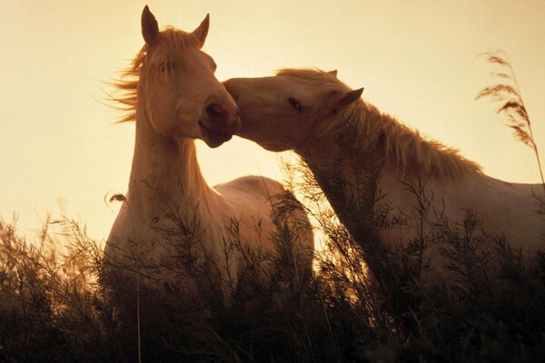 Chevaux d amour sur fond de coucher de soleil