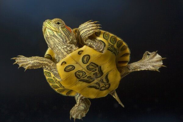 Schildkröte ist einsam im Seeflug