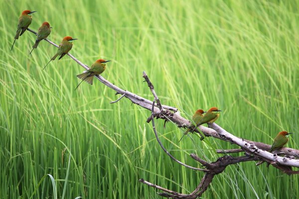 En verano nos llegan muchas aves