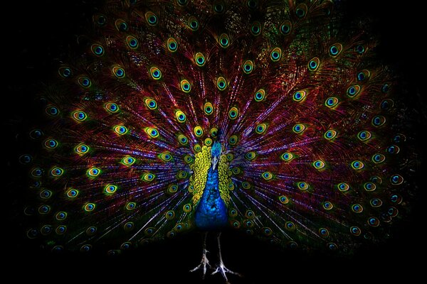 The open tail of a peacock on a black background