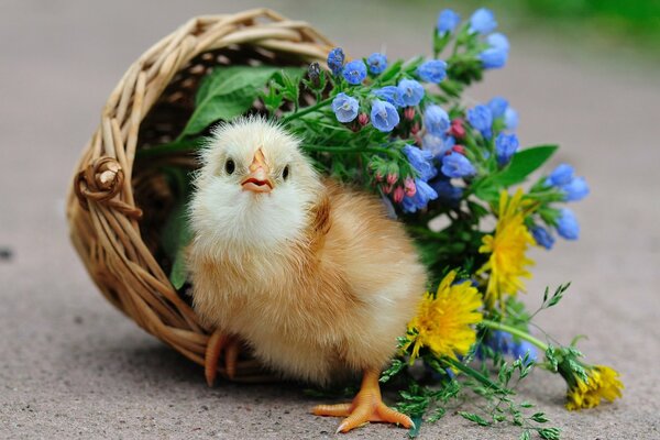 A little chick in a basket with flowers