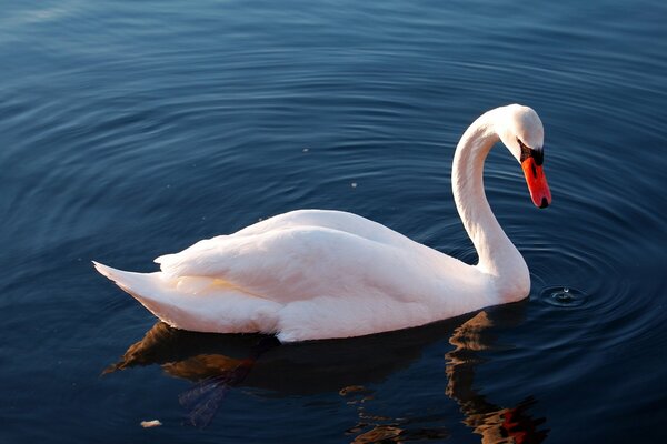 Le cygne solitaire flotte sur le lac