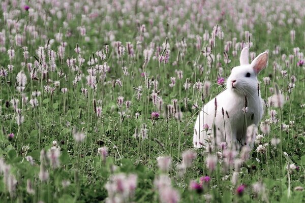 Ein Hase sitzt auf einem Klee-Feld