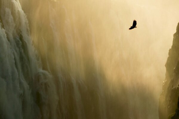 Fliegender Adler auf dem Hintergrund eines Wasserfalls in den Bergen