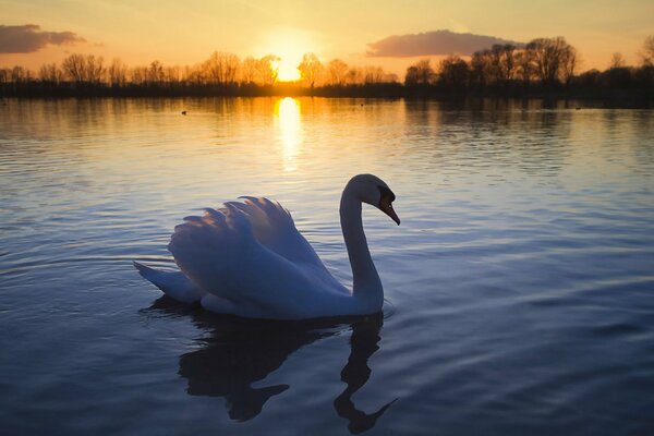 Cisne flotando en el sol Poniente