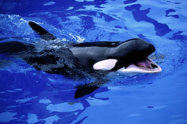 Pequeña orca bebé en el mar