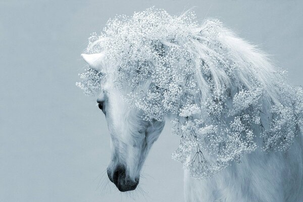 Unusual mane of a white horse