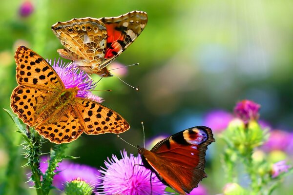 Delightful meadows of grass and flowers over which butterflies fly