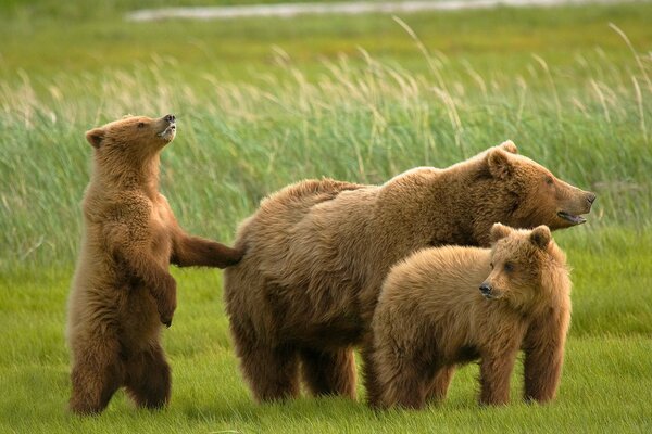 Grizzly bear, with two cubs on the field