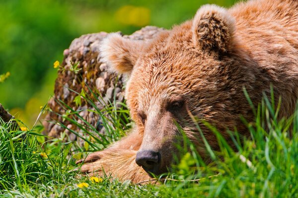 Brown bear resting on the grass