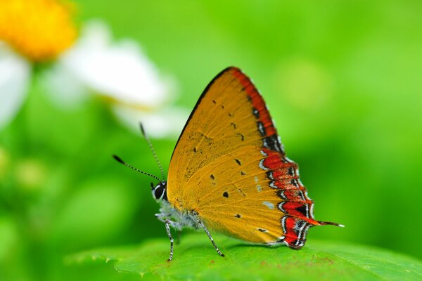 Mariposa sobre fondo verde brillante