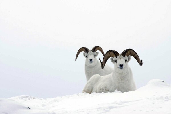 Béliers blancs de montagne sur la neige