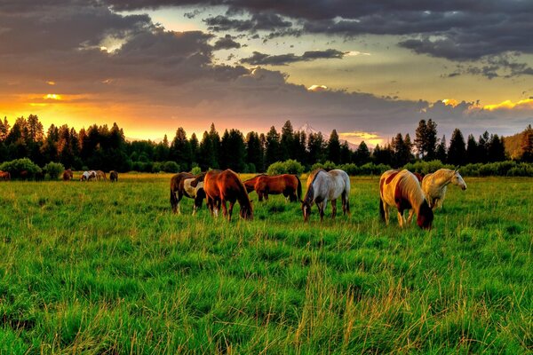 Caballos en medio de un campo verde pellizcan la hierba